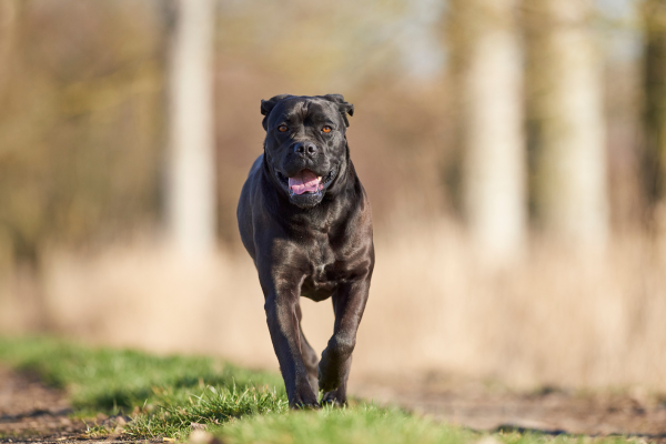 Cane Corso